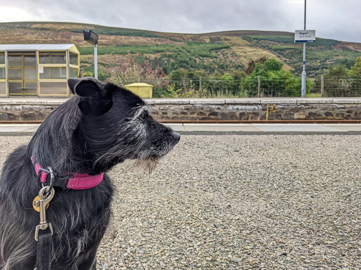 A small black terrier dog at Rogart Station.