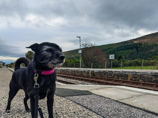 A small black terrier dog at Rogart Station.