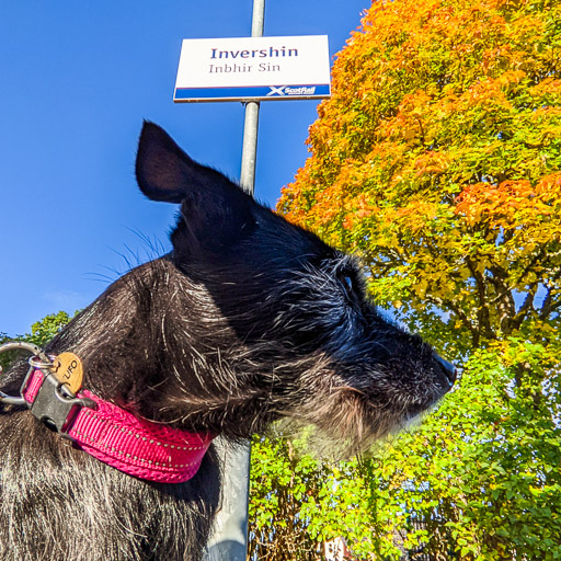 A small black terrier dog at Invershin Station.