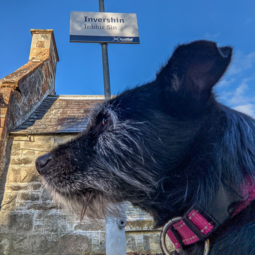 A small black terrier dog at Invershin Station.