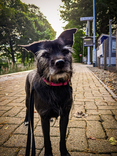 A small black terrier dog at Culrain Station.