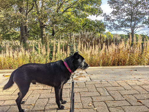 A small black terrier dog at Culrain Station.