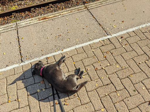 A small black terrier dog at Culrain Station.