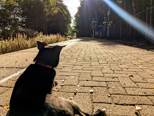 A small black terrier dog at Culrain Station.