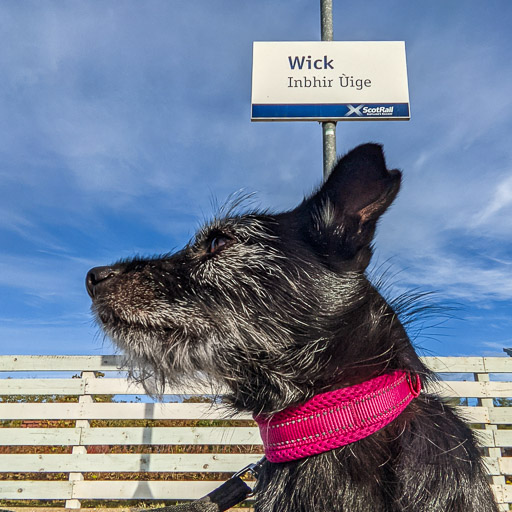 A small black terrier dog at Wick Station.