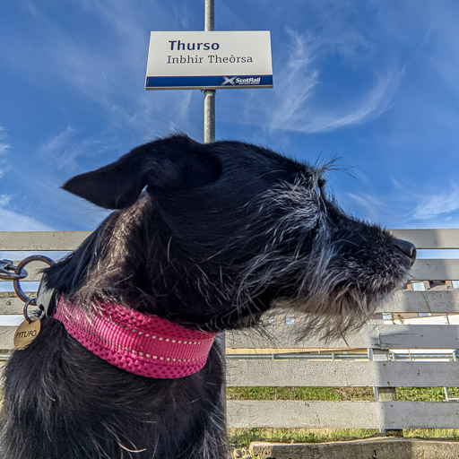 A small black terrier dog at Thurso Station.