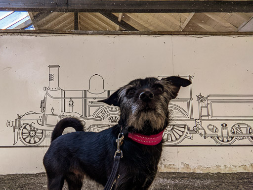 A small black terrier dog at Thurso Station.