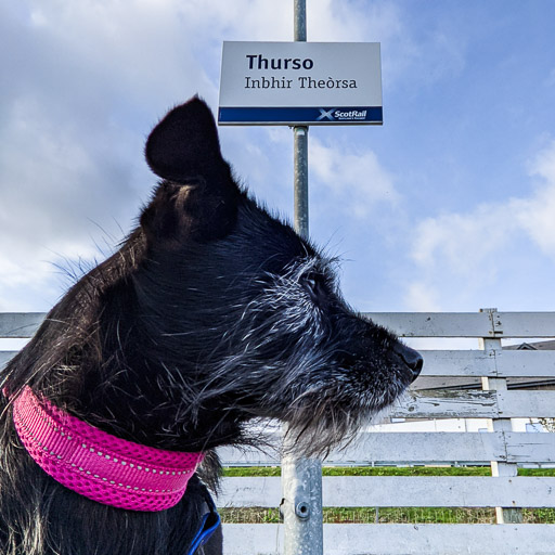 A small black terrier dog at Thurso Station.