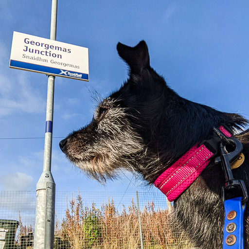 A small black terrier dog at Georgemas Junction Station.