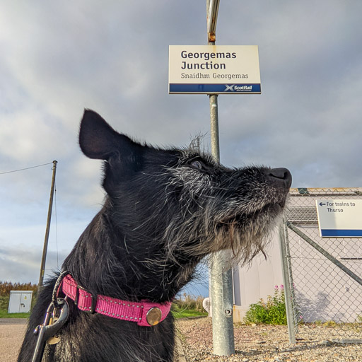 A small black terrier dog at Georgemas Junction Station.