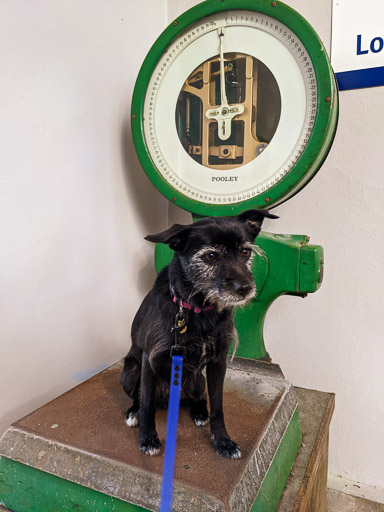 A small black terrier dog at Thurso Station.