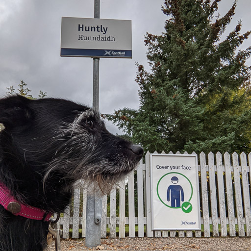 A small black terrier dog at Huntly Station.