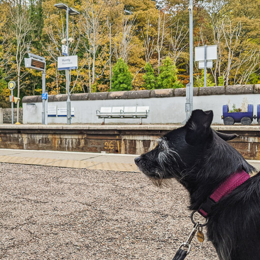 A small black terrier dog at Huntly Station.