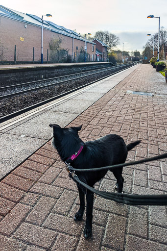 A small black terrier dog at Maryhill Station.