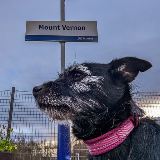 A small black terrier dog at Mount Vernon Station.