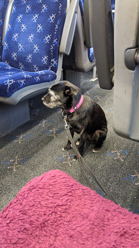 A small black terrier dog on a train between Glasgow Queen Street and Aberdeen.