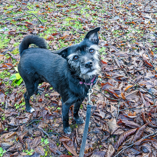 A small black terrier dog on a walk at Thornliebank.