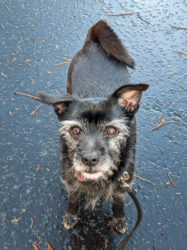 A small black terrier dog on a walk at Thornliebank.