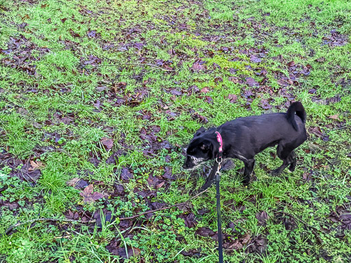 A small black terrier dog on a walk at Thornliebank.