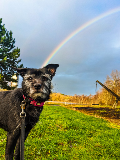 A small black terrier dog on a walk at Kennishead.