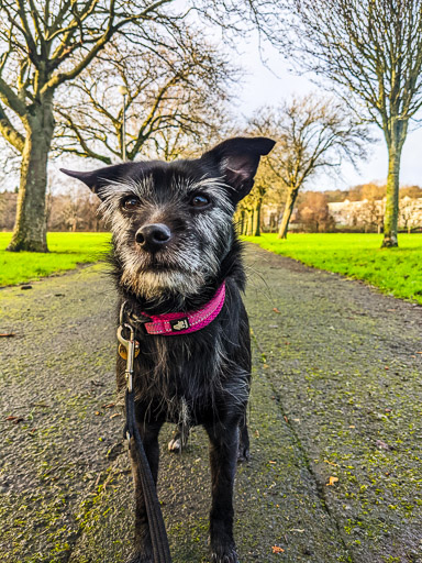 A small black terrier dog on a walk at Kennishead.