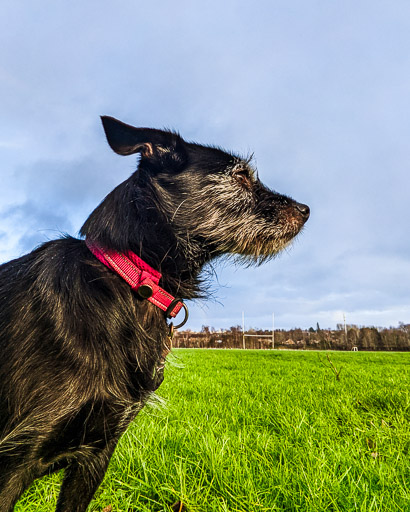 A small black terrier dog on a walk at Kennishead.