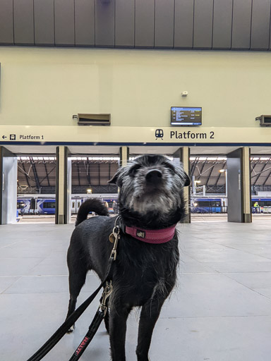 A small black terrier dog at Glasgow Queen Street Station.