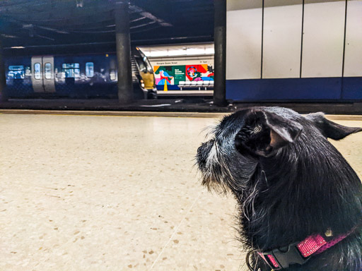 A small black terrier dog at Glasgow Queen Street Ll Station.