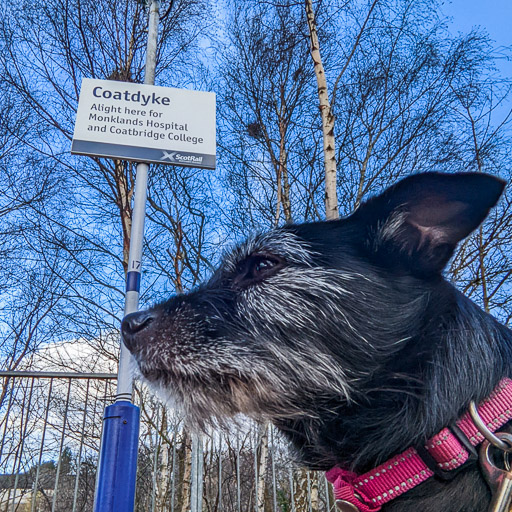 A small black terrier dog at Coatdyke Station.