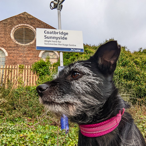 A small black terrier dog at Coatbridge Sunnyside Station.