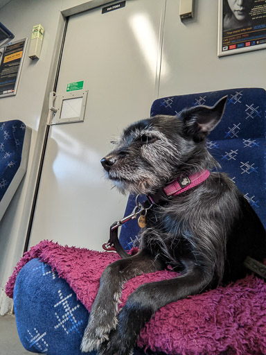 A small black terrier dog on a train between Coatbridge Sunnyside and Glasgow Queen Street Ll.