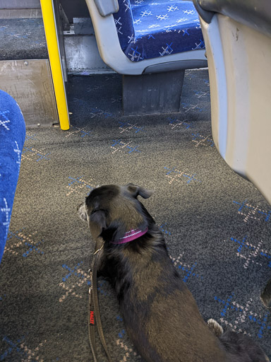 A small black terrier dog on a train between Glasgow Queen Street and Gilshochill.