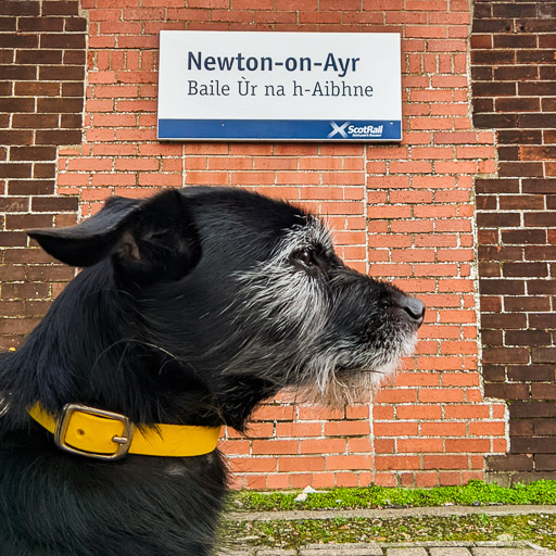 A small black terrier dog at Newton-On-Ayr Station.