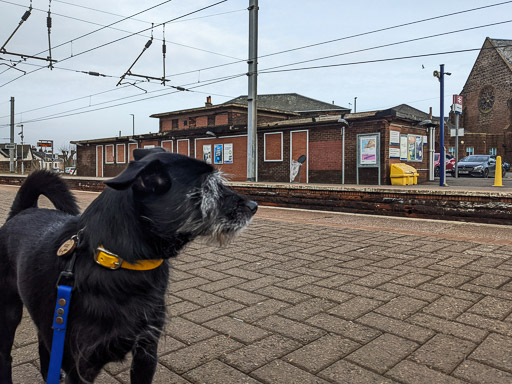 A small black terrier dog at Newton-On-Ayr Station.