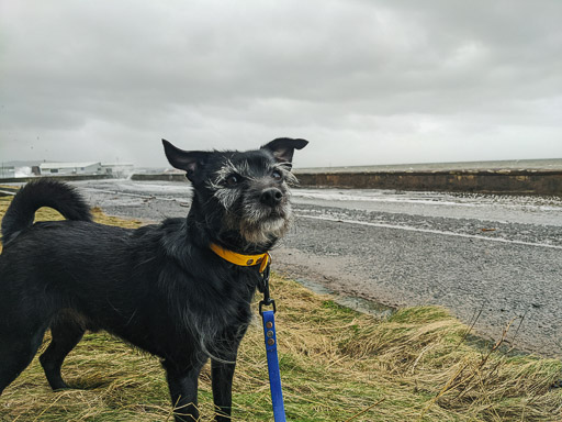 A small black terrier dog on a walk between Newton-On-Ayr and Prestwick Town.