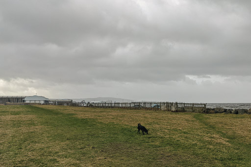 A small black terrier dog on a walk between Newton-On-Ayr and Prestwick Town.