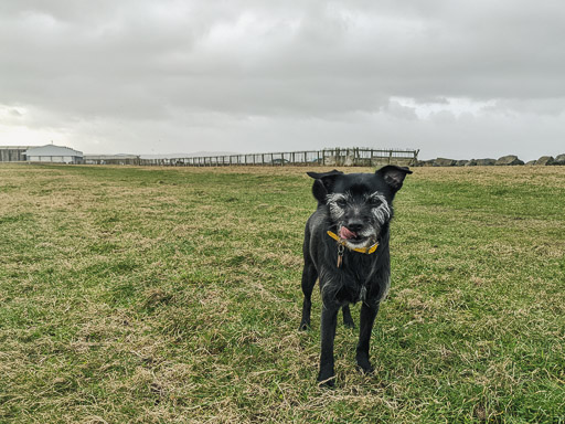 A small black terrier dog on a walk between Newton-On-Ayr and Prestwick Town.