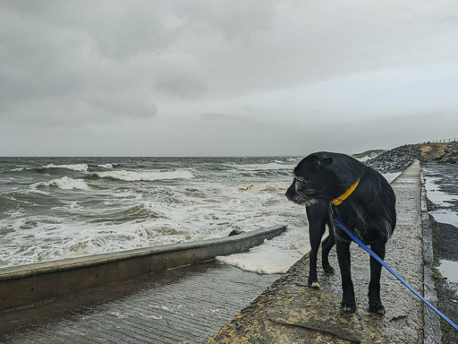 A small black terrier dog on a walk between Newton-On-Ayr and Prestwick Town.