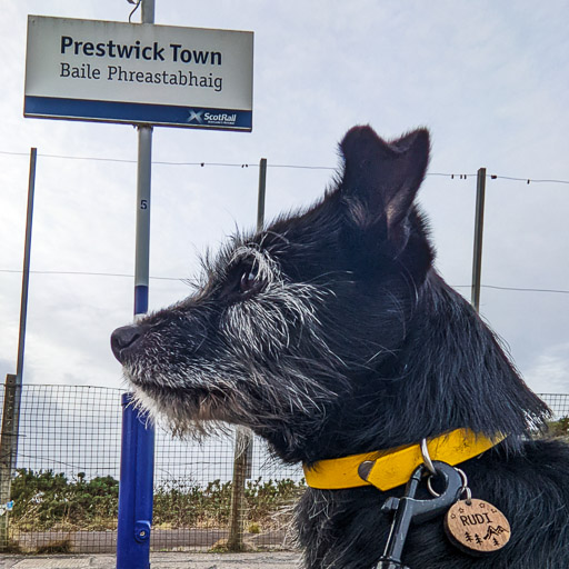 A small black terrier dog at Prestwick Town Station.