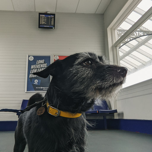 A small black terrier dog at Prestwick Town Station.