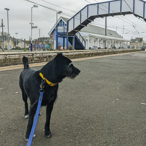 A small black terrier dog at Prestwick Town Station.