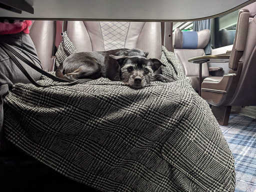 A small black terrier dog on a train between Glasgow Queen Street and Aberdeen.