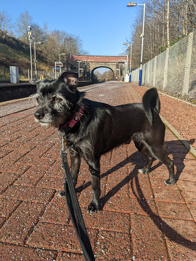 A small black terrier dog at Gilshochill Station.