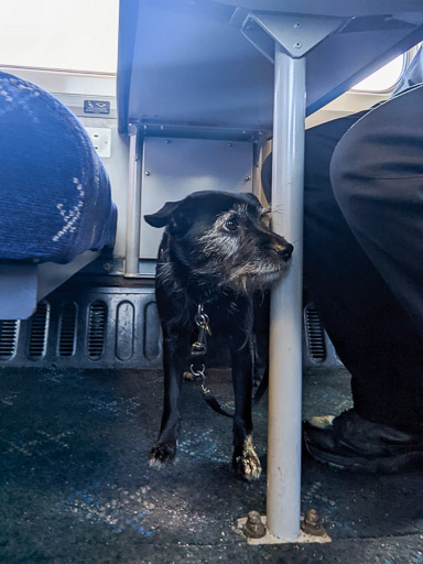 A small black terrier dog on a train between Gilshochill and Glasgow Queen Street.