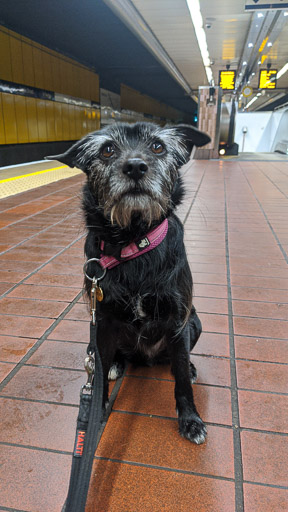 A small black terrier dog at Argyle Street Station.