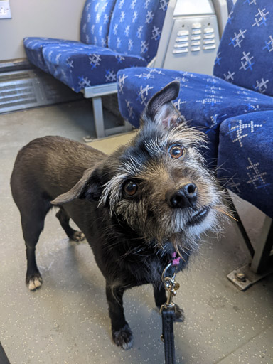 A small black terrier dog on a train between Argyle Street and Carmyle.