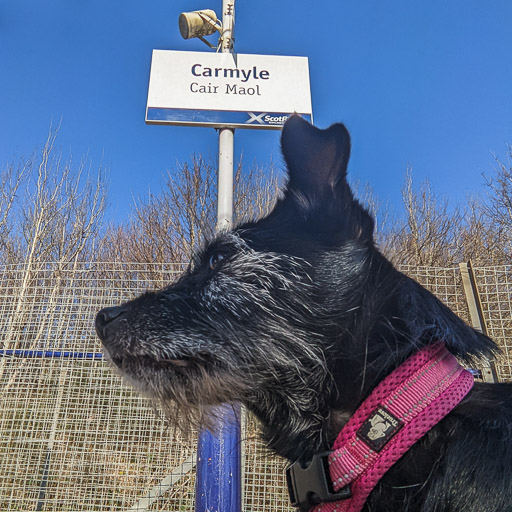 A small black terrier dog at Carmyle Station.