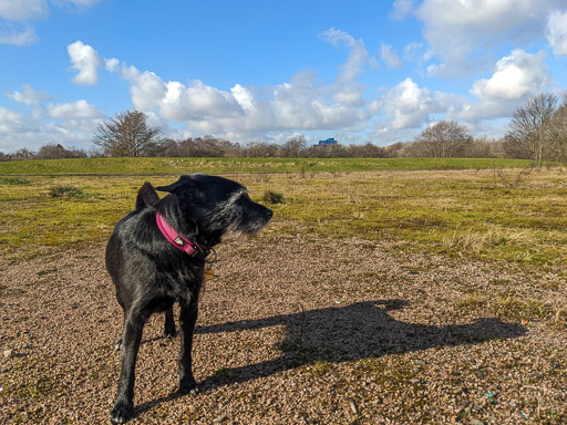 A small black terrier dog on a walk at Carmyle.