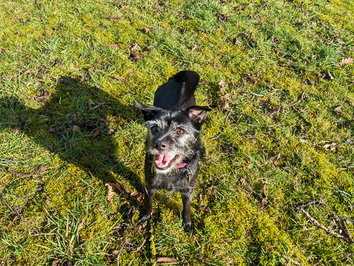 A small black terrier dog on a walk at Carmyle.