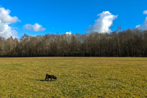 A small black terrier dog on a walk at Carmyle.